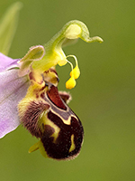 Ophrys apifera